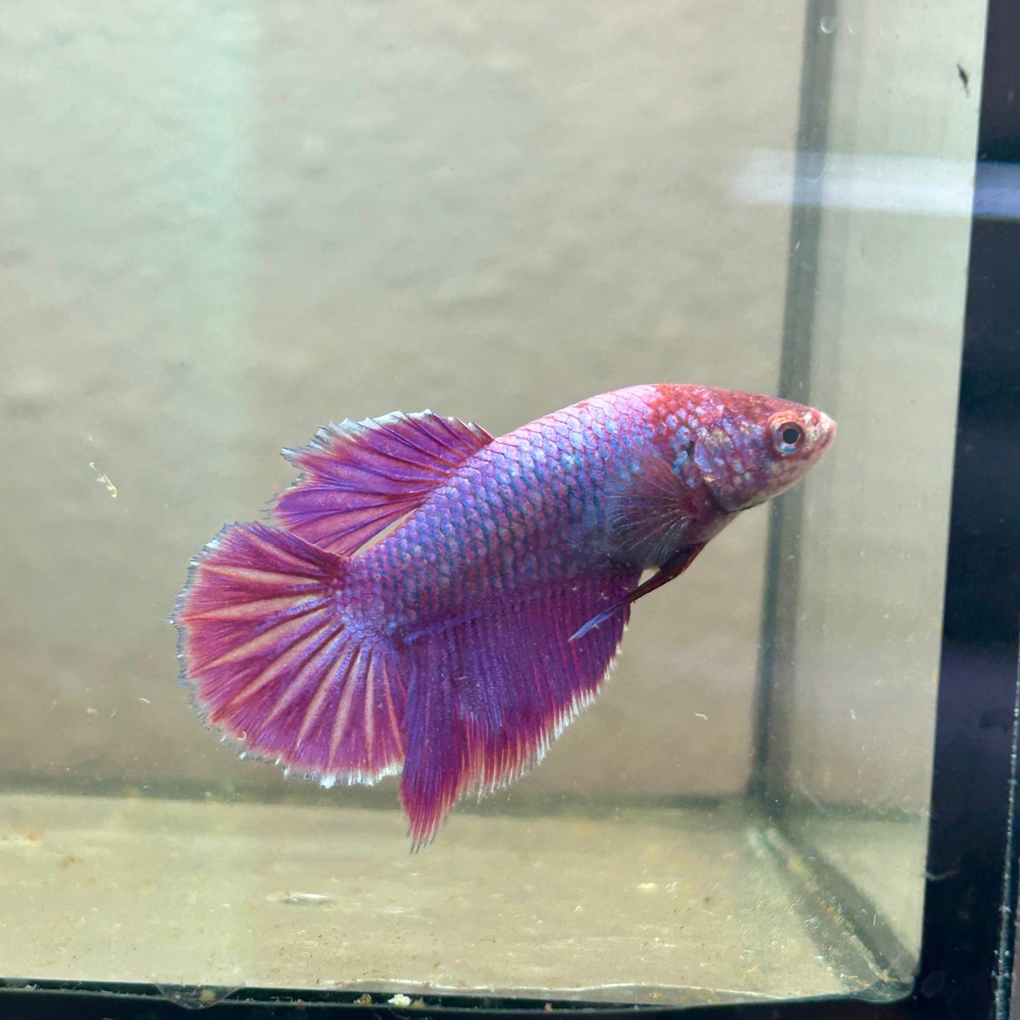 Purple Pink Halfmoon - Female Betta 198