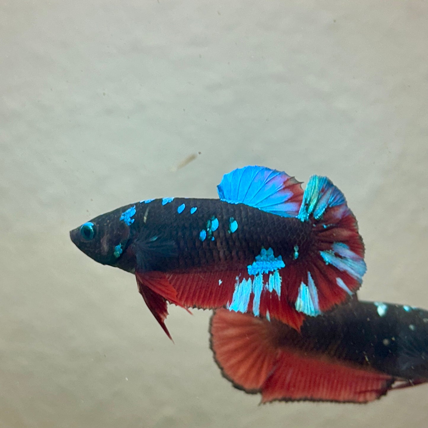 Avarta Nebula Plakat - Female Betta 195