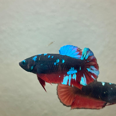 Avarta Nebula Plakat - Female Betta 195