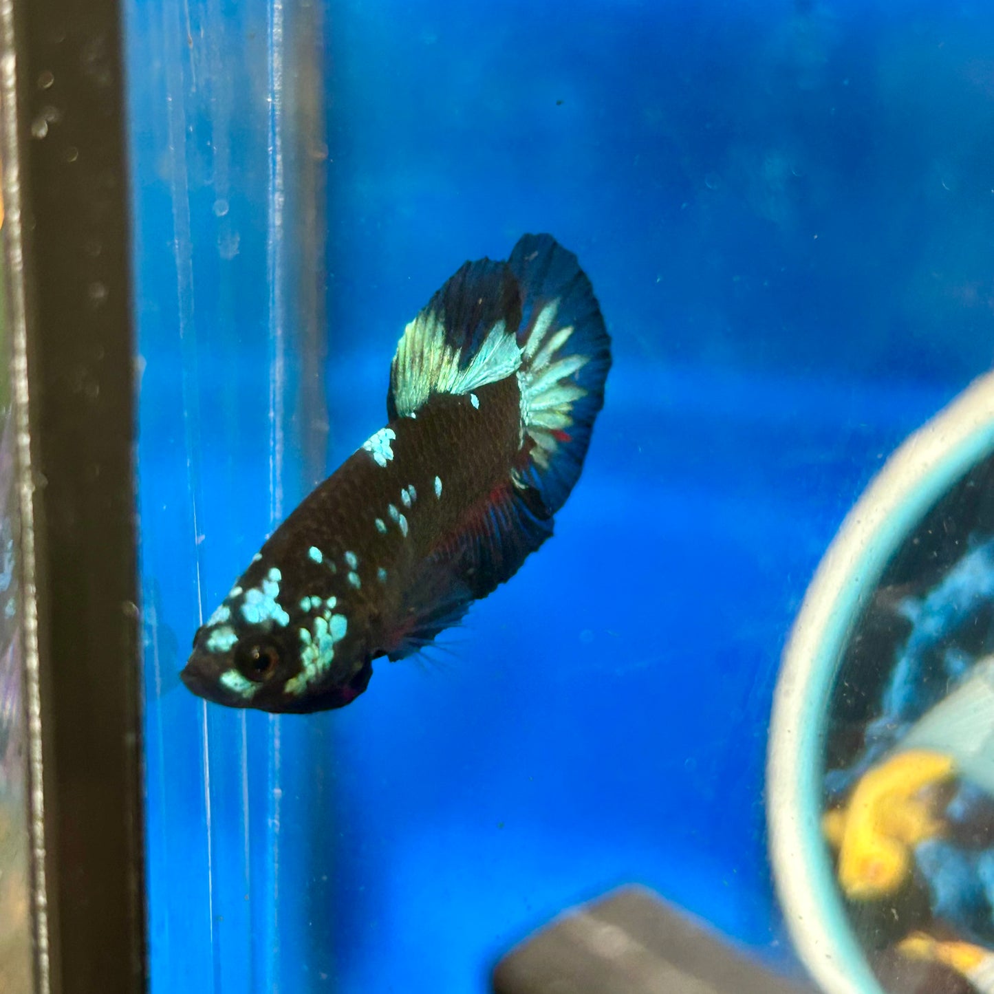 Avarta Nebula Plakat - Male Betta 138 Homebred