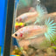 White Copper Fancy Halfmoon - Male Betta 055