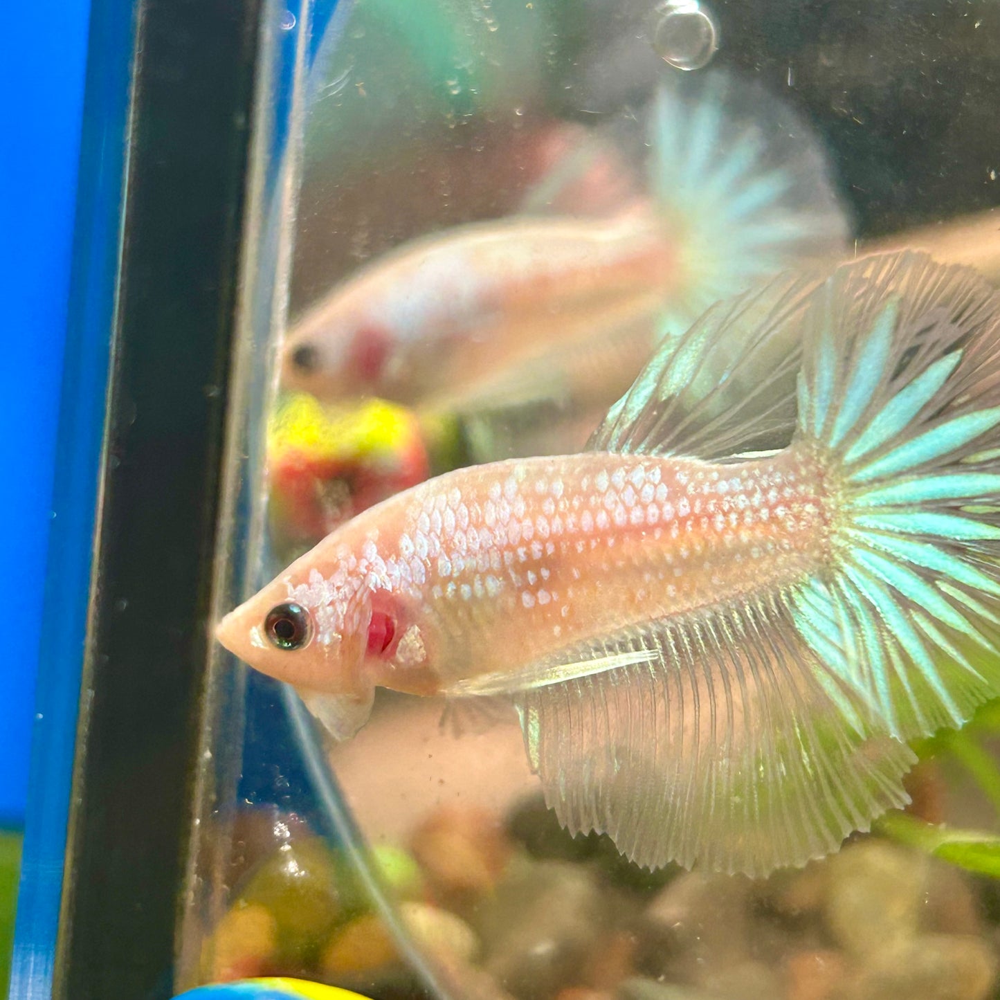 White Copper Fancy Halfmoon - Male Betta 055