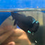 Avarta Black Plakat - Male Betta 098 Homebred