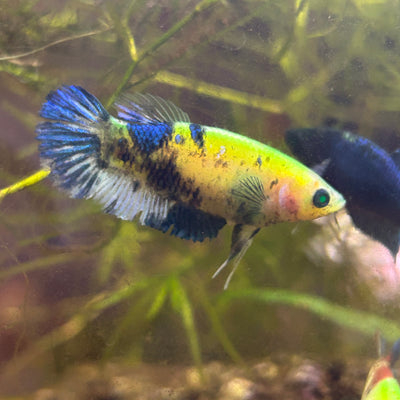 Koi Neon Plakat - Female Betta