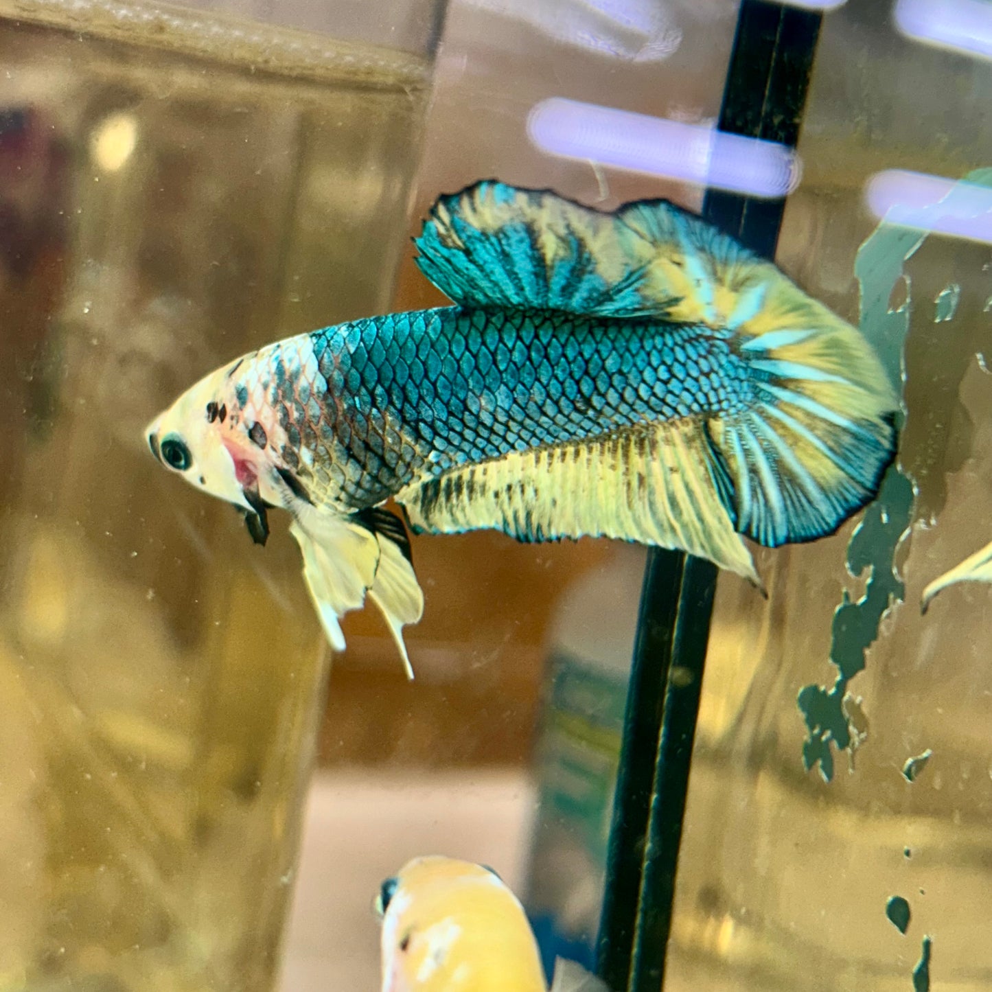 Giant Yellow Koi Plakat - Male Betta BO 4.5cm 155