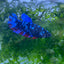 Betta Avarta Nebula Female Plakat Black #174
