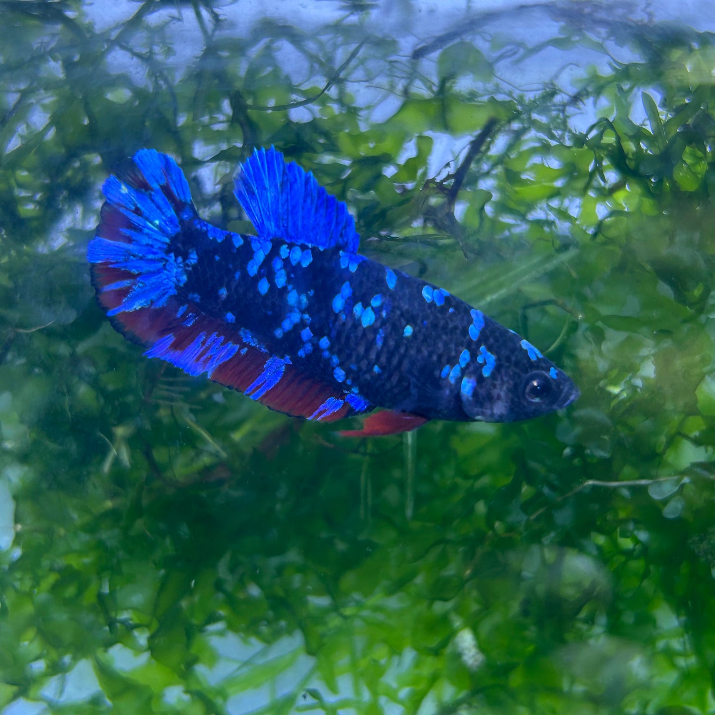 Betta Avarta Nebula Female Plakat Black #174