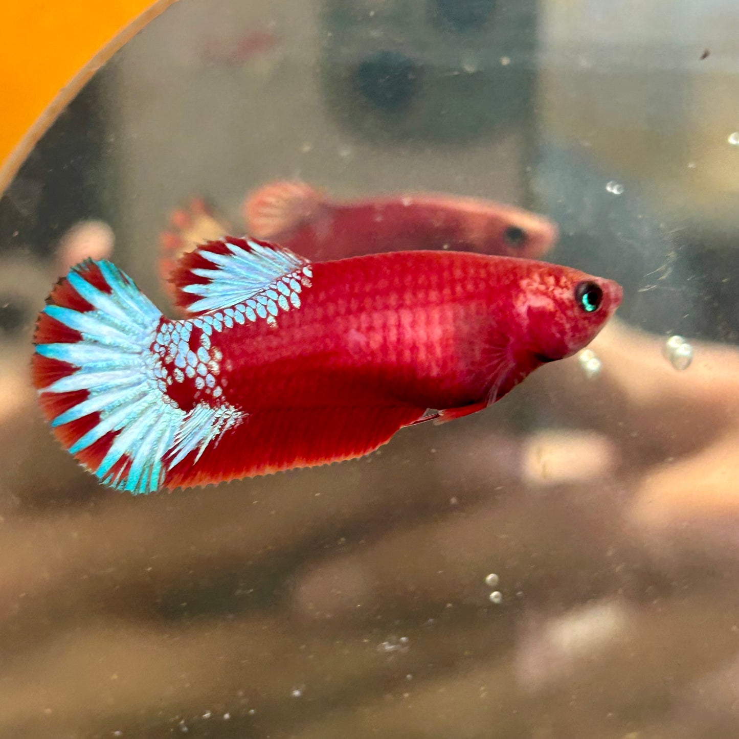 Red Fancy Plakat - Female betta 051