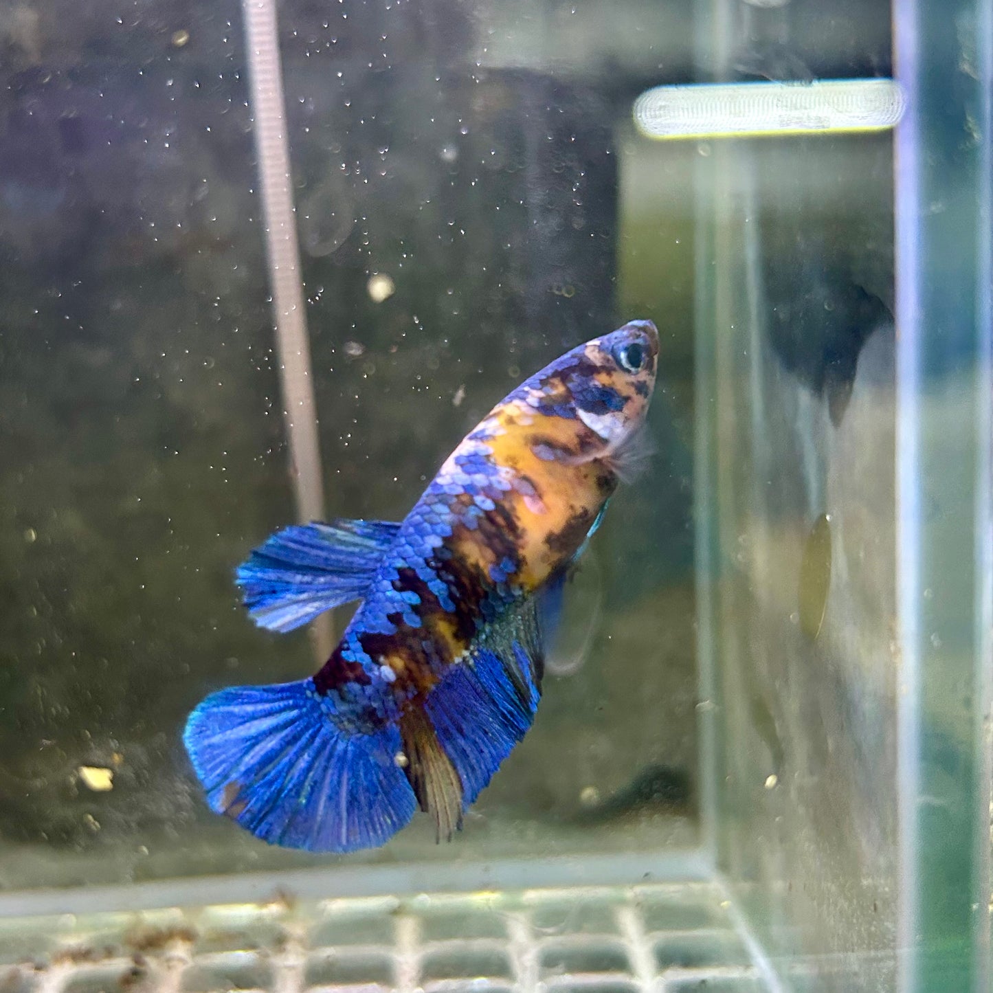 Yellow Koi Halfmoon - Female Betta 010