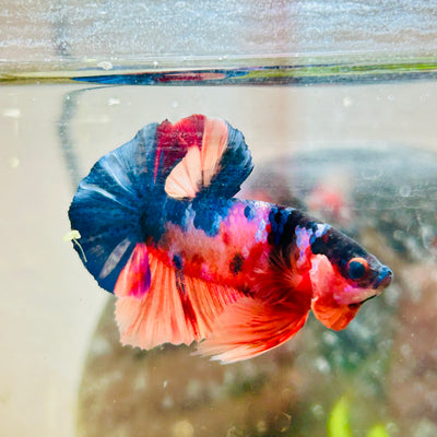 Plakat Koi Multicolor Male Betta #013