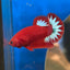 Red Fancy Hellboy Plakat - Male Betta 007