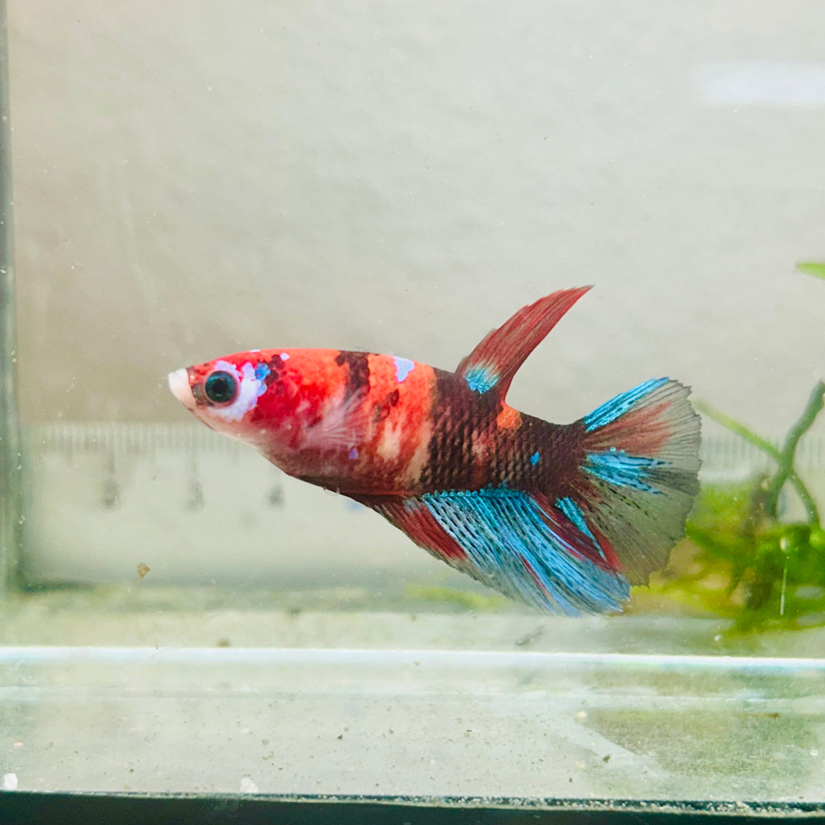 Halfmoon Koi Red Female Betta #Jul35