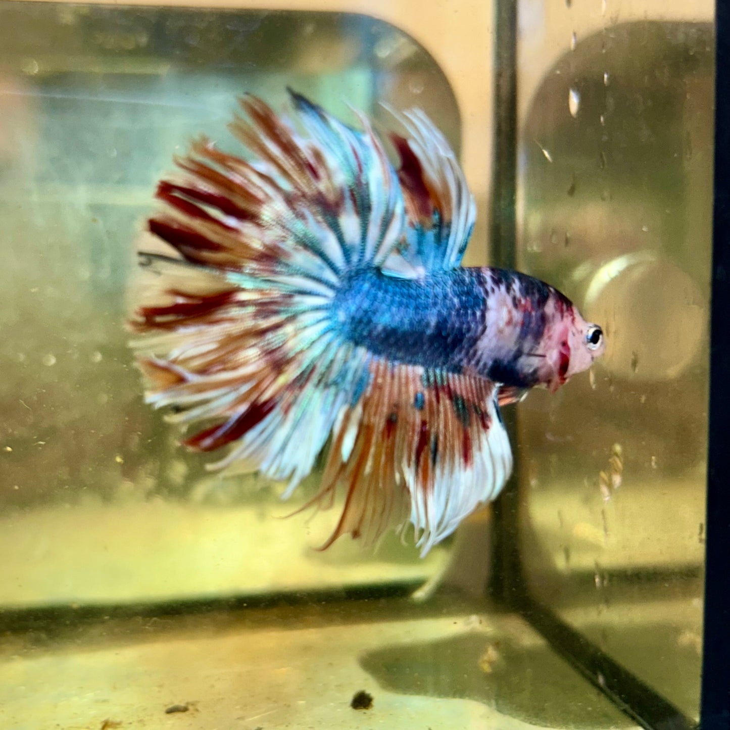 Koi Crowntail - Male Betta 142