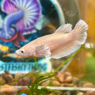 Dumbo Gold Plakat - Female Betta 110