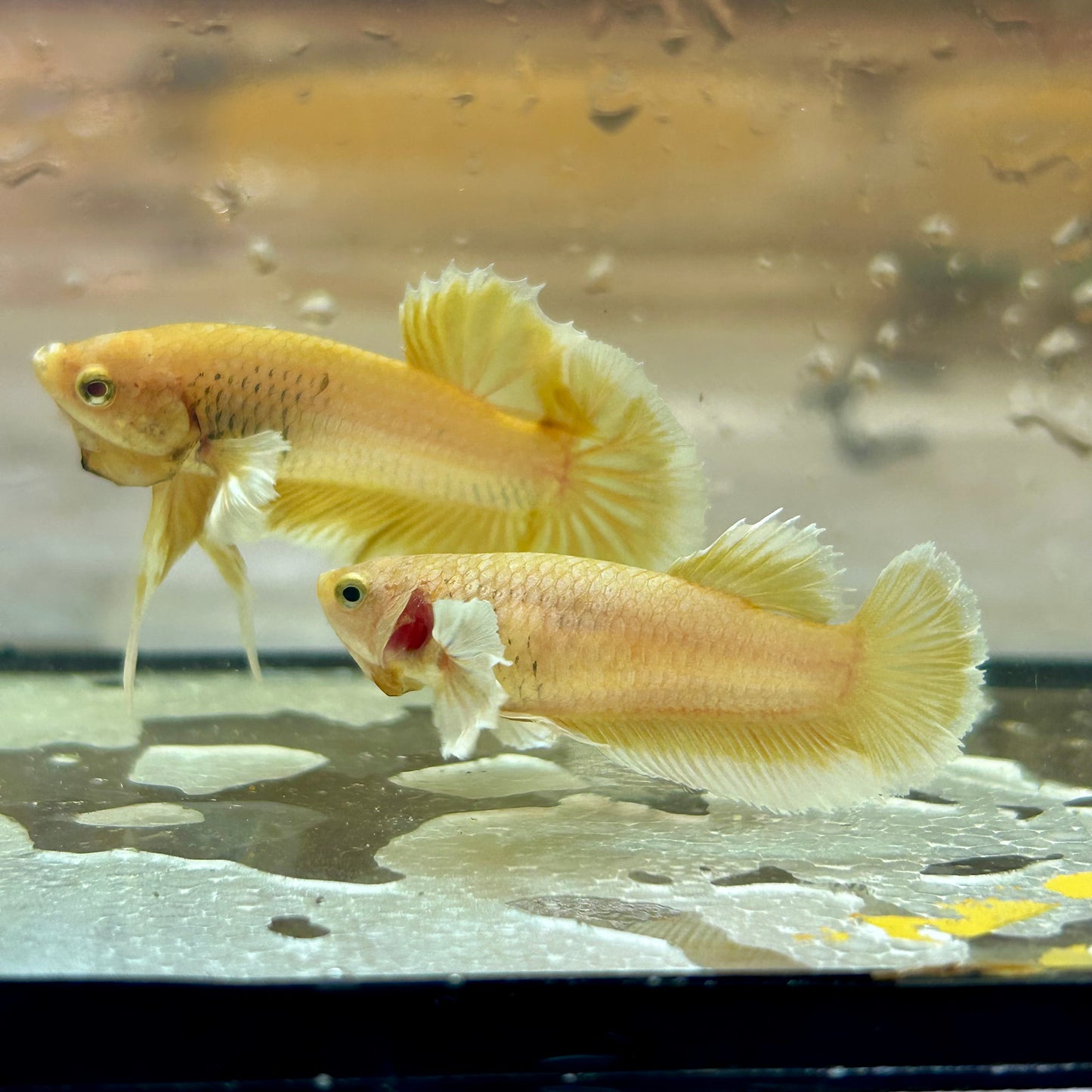 Dumbo Gold Vanda Plakat - Female Betta 145