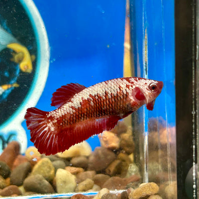 Red Samurai Plakat - Female Betta 086