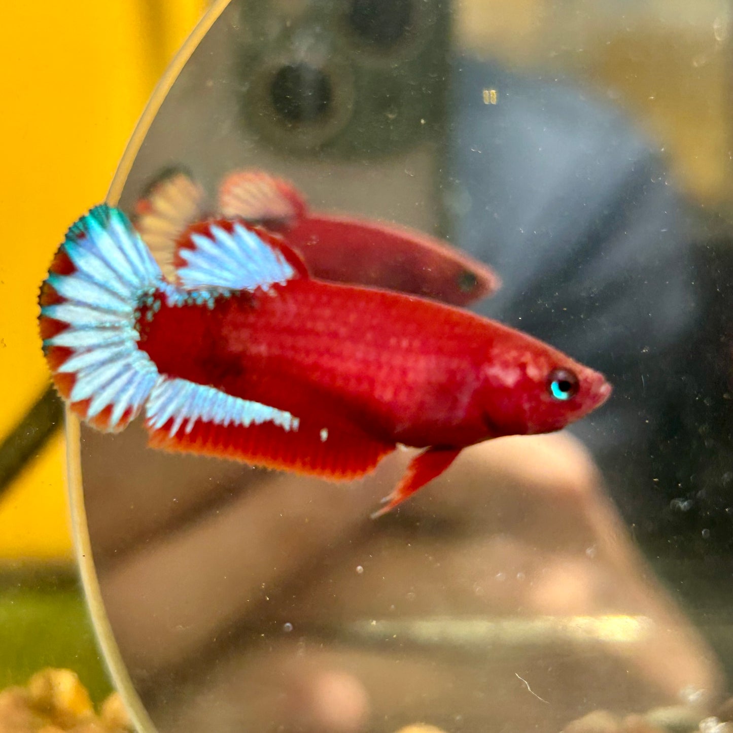 Red Fancy Plakat - Female betta 059