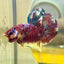 Red Koi Galaxy Plakat - Male Betta 143