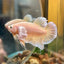 Dumbo 24K Gold Plakat - Male Betta 070