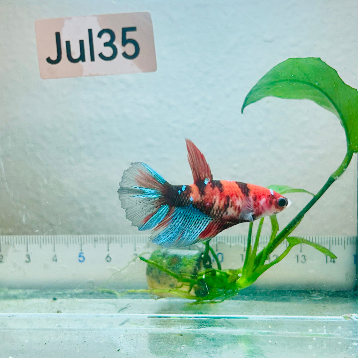 Halfmoon Koi Red Female Betta #Jul35