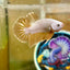 Yellow Dragon Plakat - Male betta 069