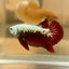 Blood Samurai Plakat - Male betta 150