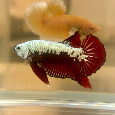 Blood Samurai Plakat - Male betta 150