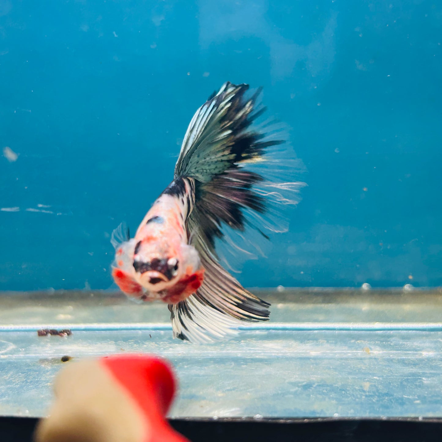 Copper Koi Halfmoon - Male Betta 056