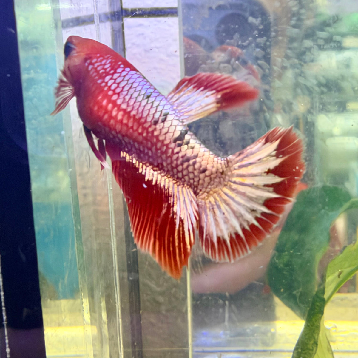 Halfmoon Red Koi Galaxy Female Betta #Au68