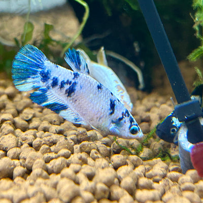 Blue Marble Dot Plakat - Female Betta