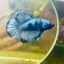 Avarta Steel Gray Plakat - Male betta 087
