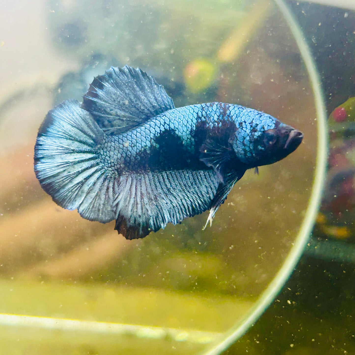Avarta Steel Gray Plakat - Male betta 087