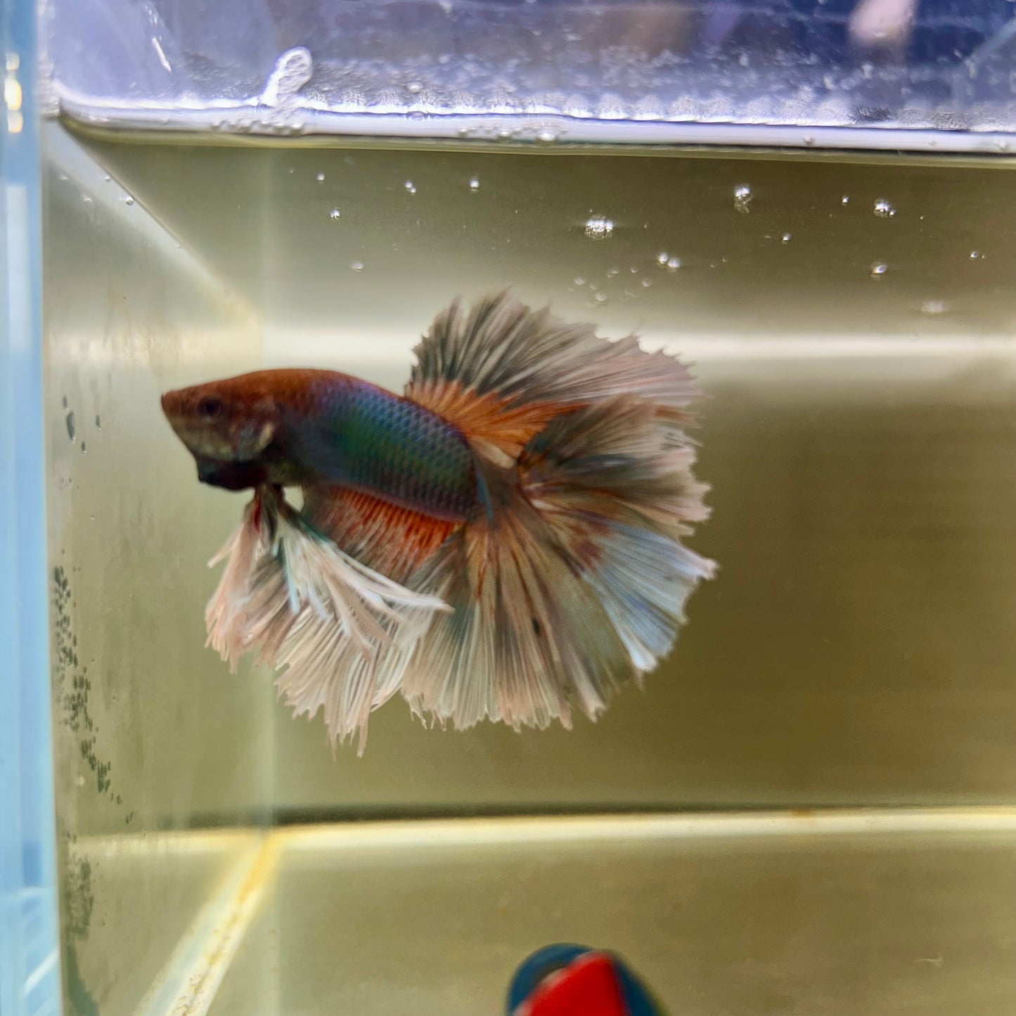 Pastel Blue Feather- Male Betta 087