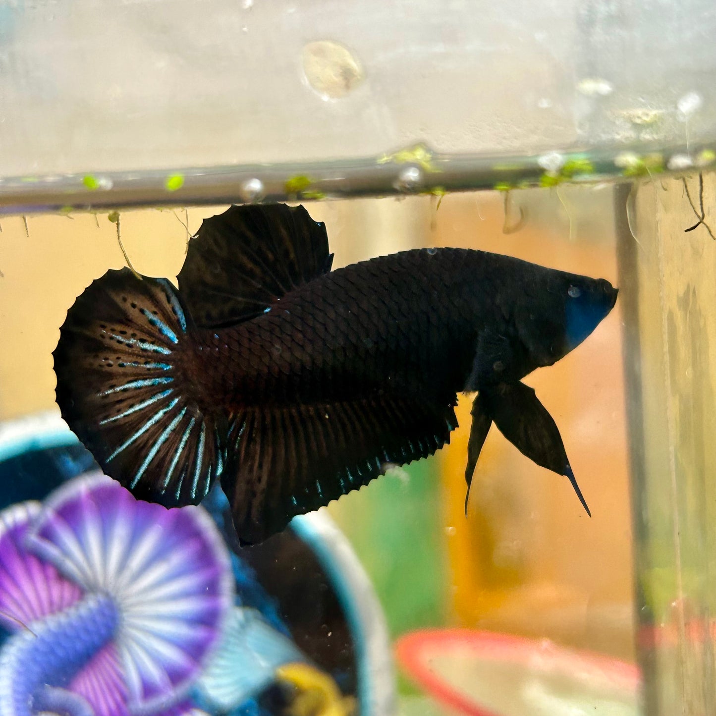 Super Black Plakat - Male betta 028