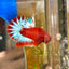 Red Fancy Hellboy Plakat - Male Betta 032