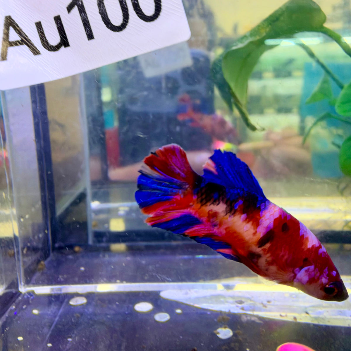 Nemo Koi Plakat Betta Female  #Au100