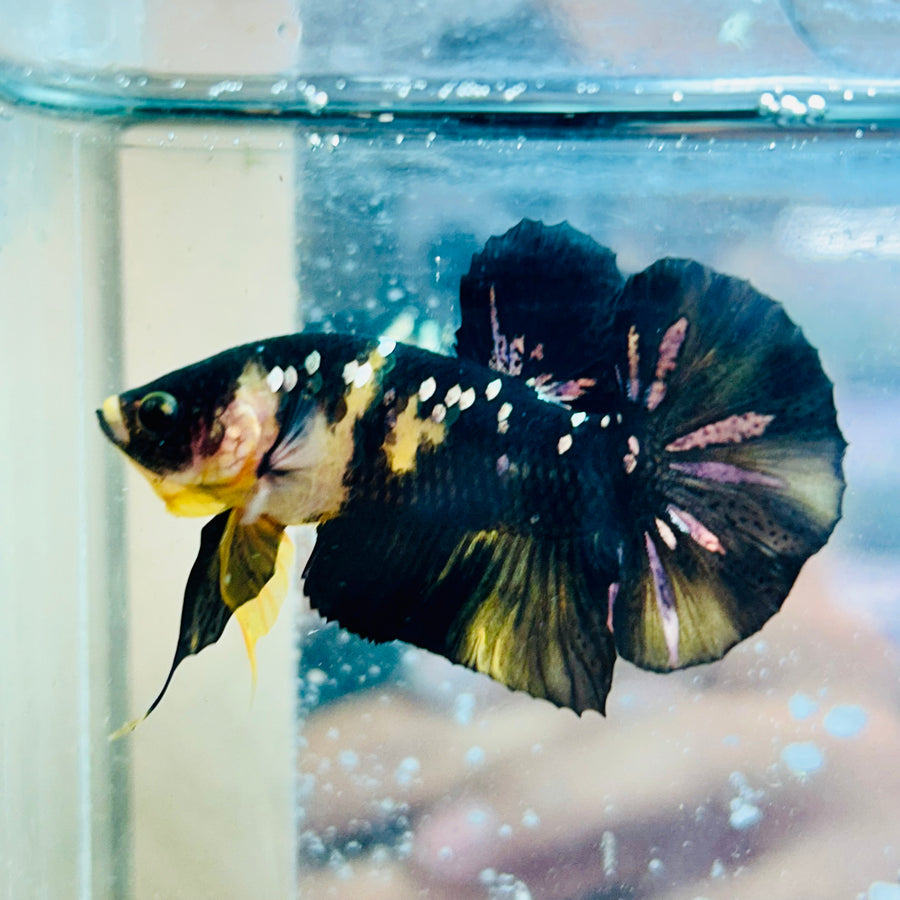 Plakat Bumble Bee Male Betta #154