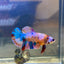 Multicolor Koi Plakat - Female Betta 008