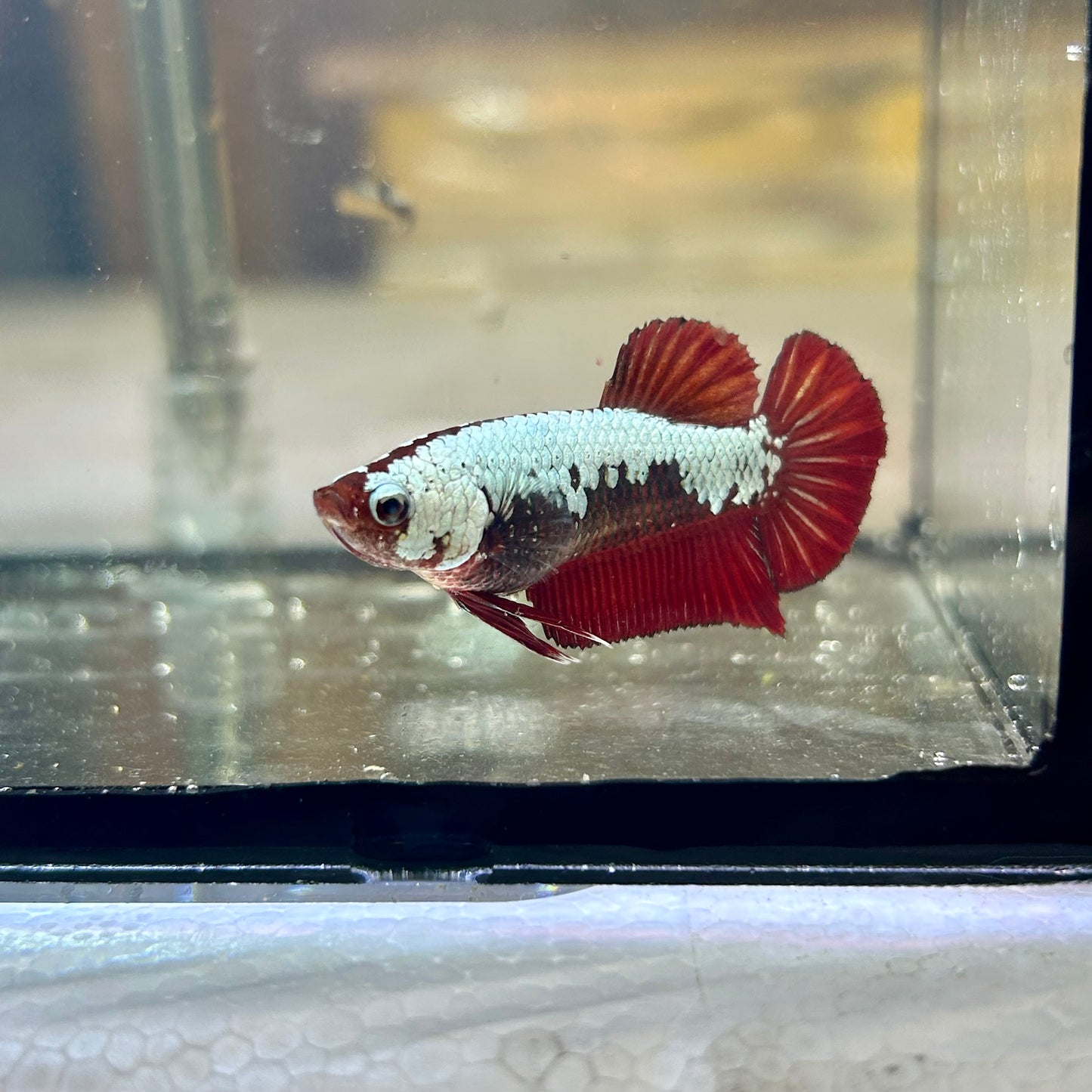 Blood Samurai Plakat - Female Betta SF02