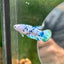 Blue Marble Dot Plakat - Female betta 16