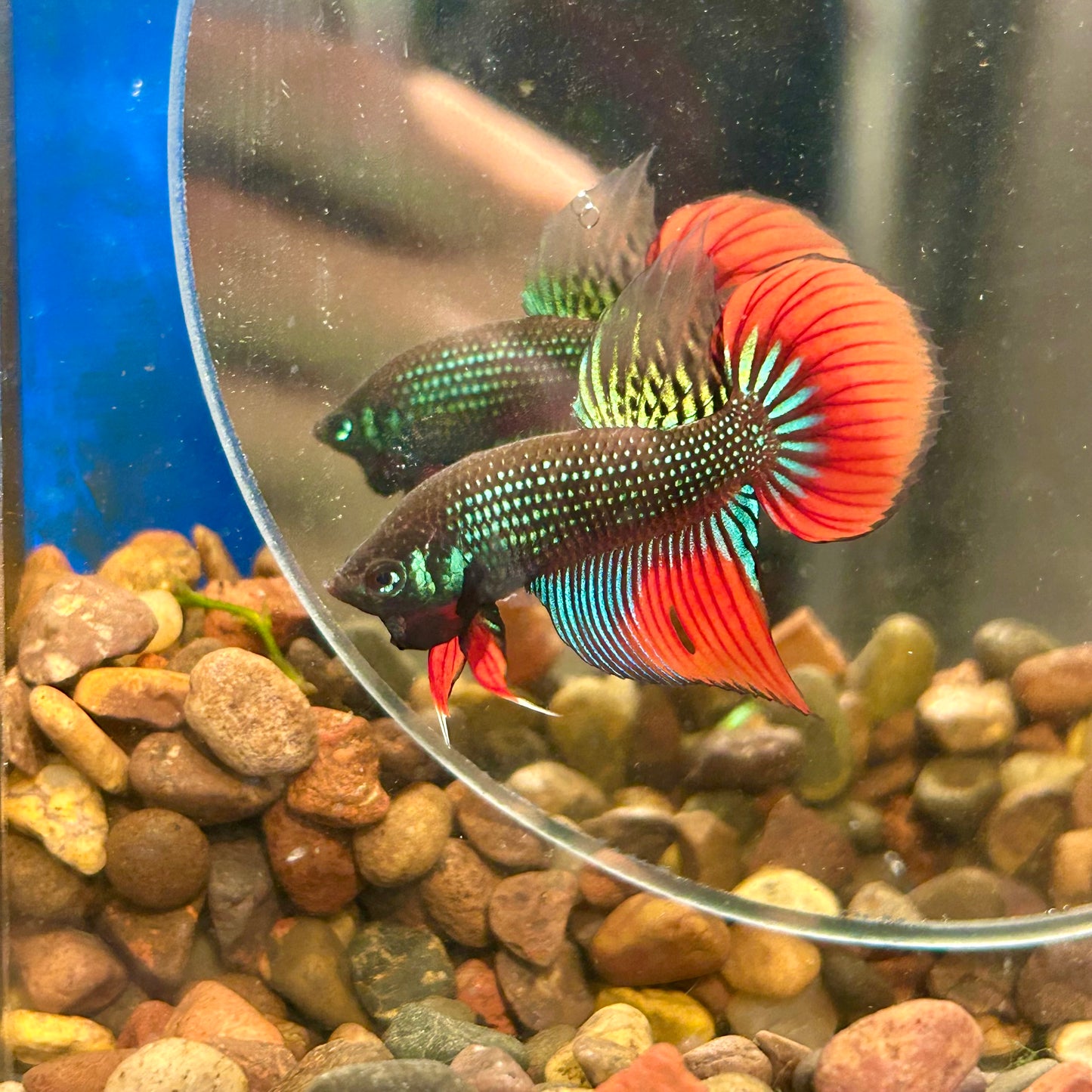 Wild Imbellis Green Long fins - Male Betta 109