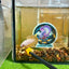 Yellow Dragon Plakat - Male betta 069