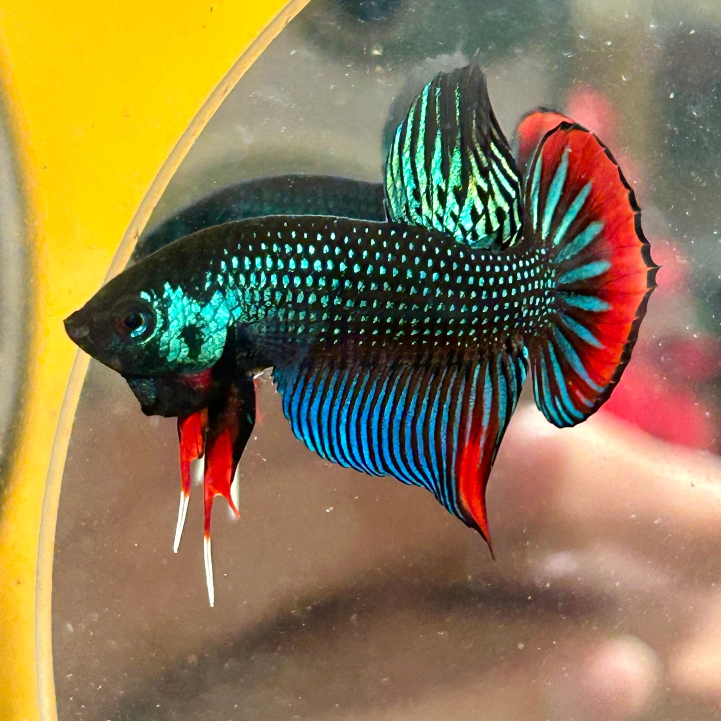 Wild Imbellis Green - Male Betta 027