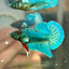 Dumbo TurquoiseNeon Plakat - Male Betta 009