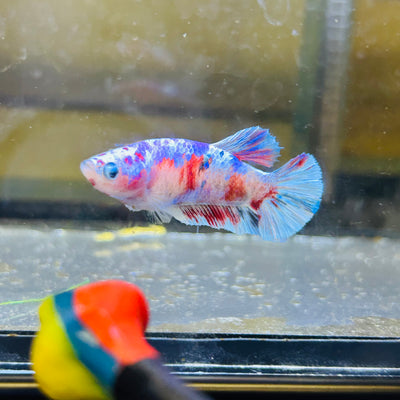 Red Barongsai Plakat - Female betta 066