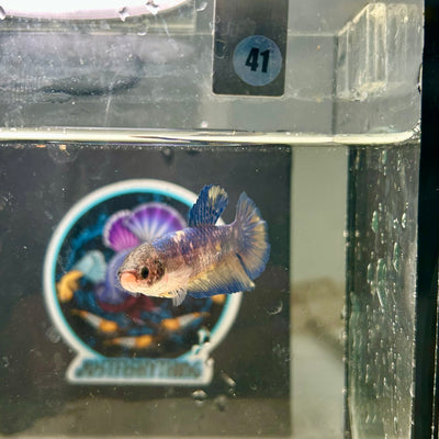 Giant Yellow Blue Plakat - Female Betta 041 BO 4.5cm