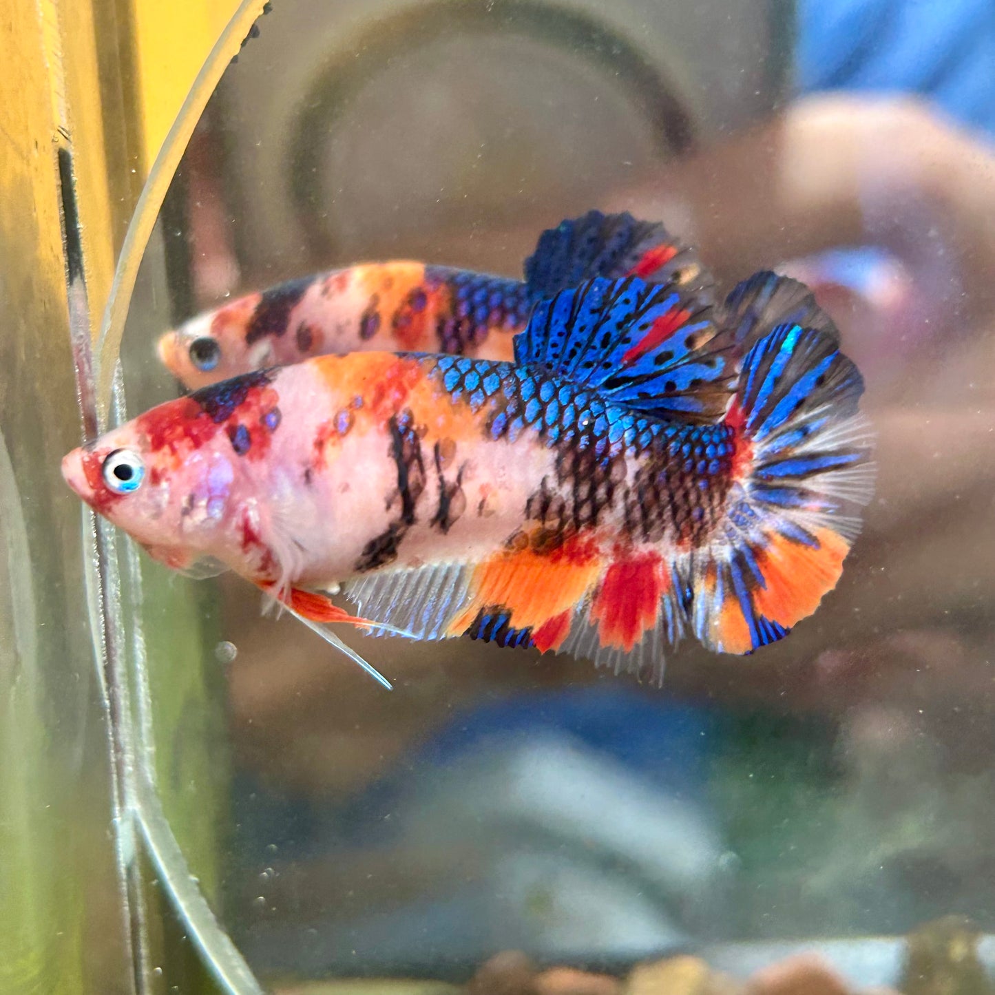 Multicolor Koi Plakat - Female betta 080 Breeder Grade