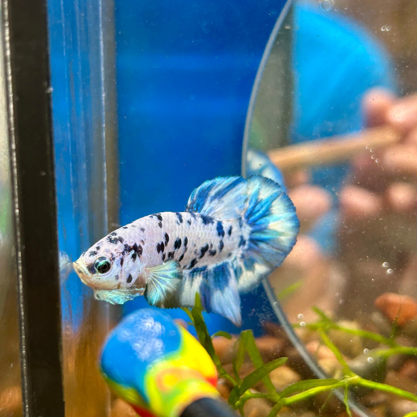 Blue Marble Dot Plakat - Male betta 015