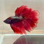 Red Copper Halfmoon - Male Betta 191