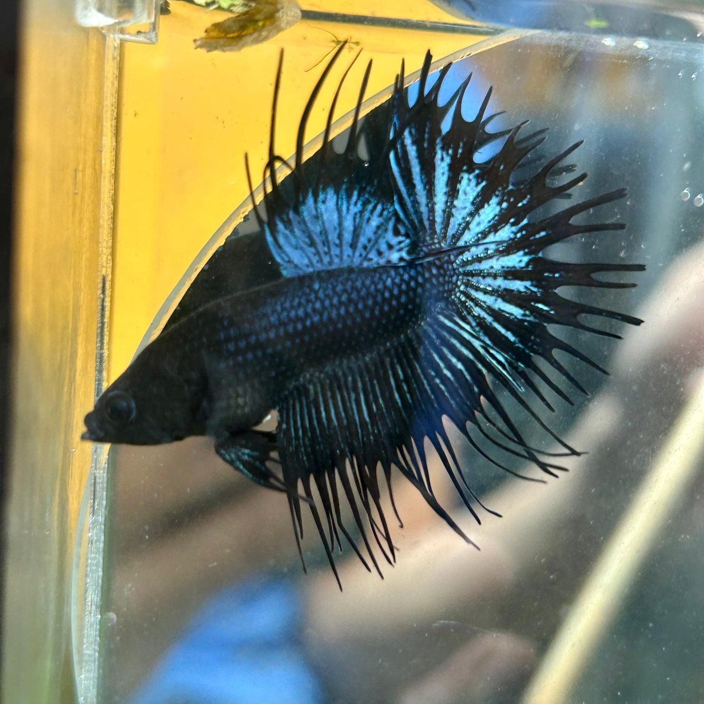 Black Orchid Crowntail - Male Betta 073